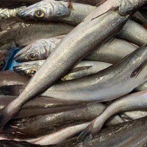 Pescadilla  del Mediterráneo